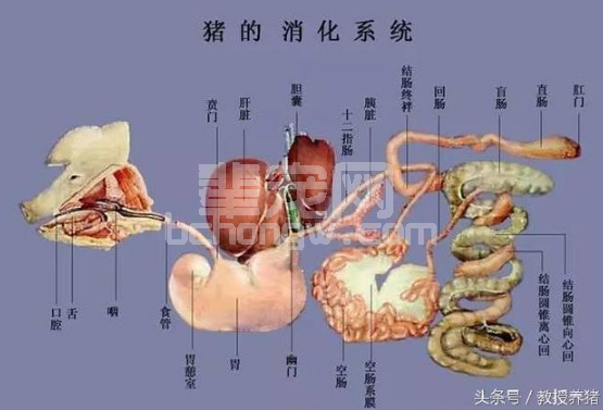 猪消化系统疾病病因剖析，最有效的治疗原则和方案是！？