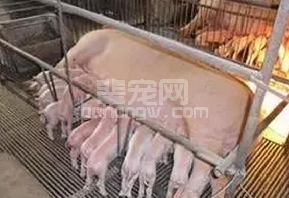 “二胎母猪综合征”的综合防控技术措施有哪些