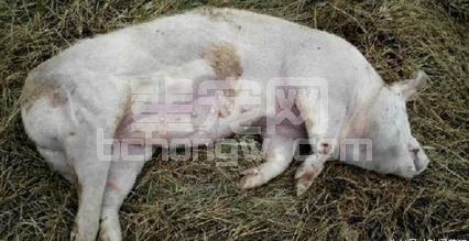 导致猪突然死亡的疾病和病因分析?