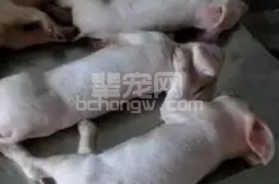 猪猪口踢疫与水泡病的区别