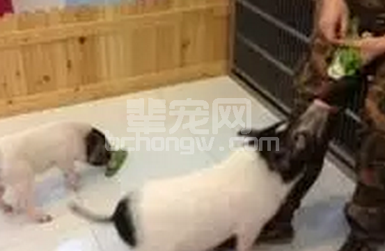 寄养对母猪和仔猪都是一种应激，这些关键点不能忽视！