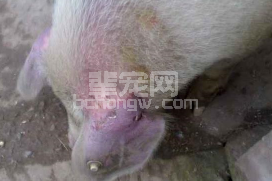 猪耳朵发绀发紫的原因分析和治疗原则。