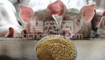 猪病泛滥的根源是饲料粮的发霉变质？！