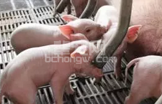 夏季猪场常见的八种仔猪顽固性腹泻的防治方法！