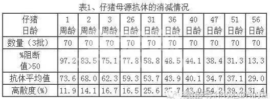 如何确定哺乳仔猪首次猪瘟疫苗的最佳时机？