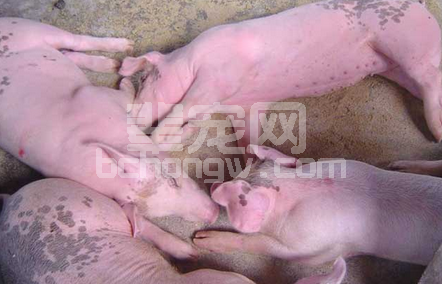 能繁母猪伪狂犬病防治措施