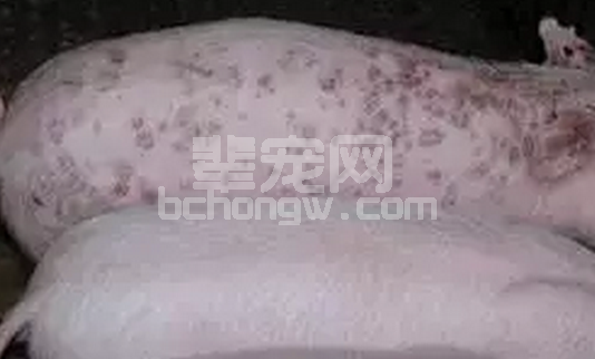 猪皮炎肾病综合症“往”“今”的流行特点、临诊表现及鉴别诊治！