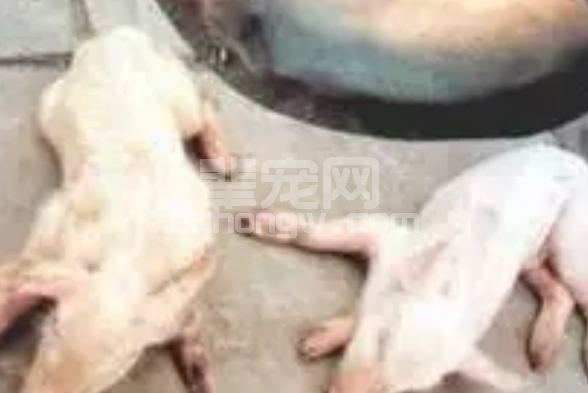 当前猪场猪伪狂犬病为何发病越来越严重？