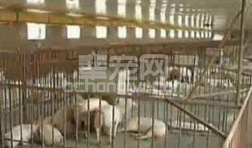 猪病八大猪药用药误区，你中招了吗？
