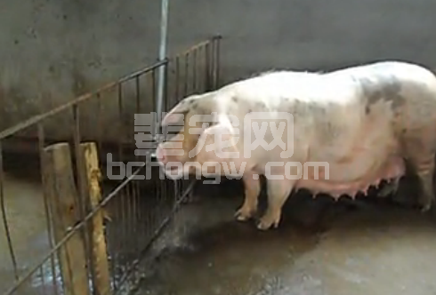 母猪缺钙会瘫痪，这些小问题不可忽视！