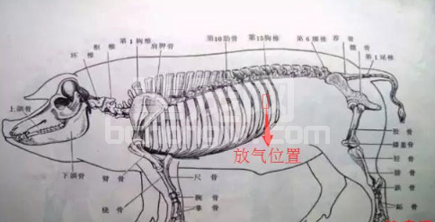 简单易学猪胀气急救办法，真能救猪命！