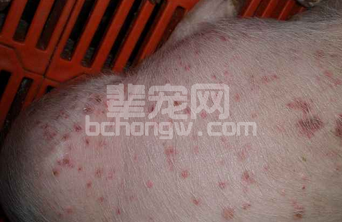 高温高湿季节别让湿疹“爬”到猪身上