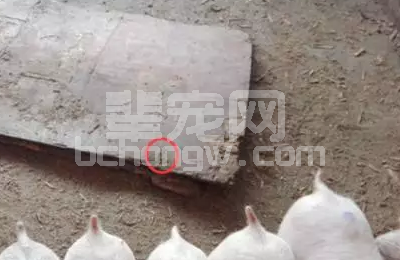 转季时节小猪倒地的原因及防治措施