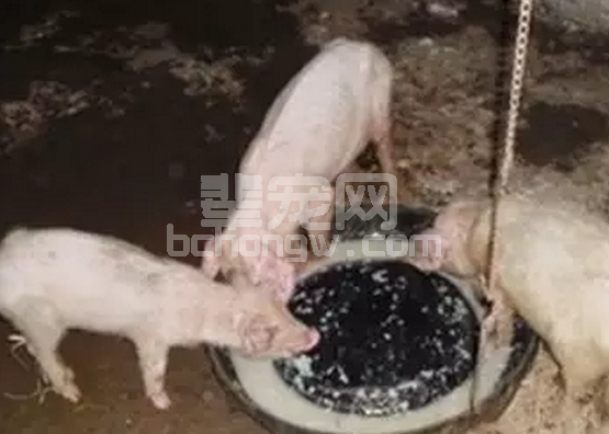 腹泻不是一个独立的疾病 猪腹泻要怎么治疗？
