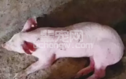 猪场爆发伪狂犬，大多数与猪场的免疫程序不合理有直接关系！