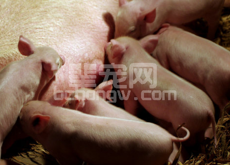听收猪的谈起过“黄膘猪”吗?原来是这么回事！