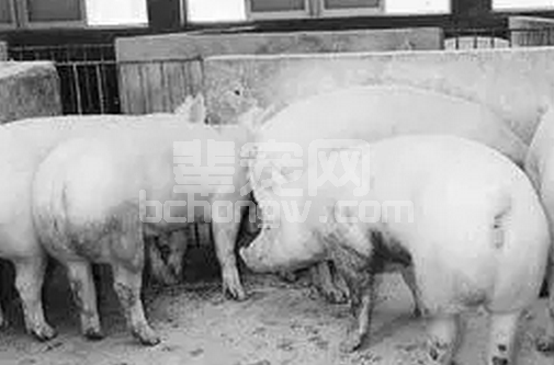 夏季猪应激怎么办？可以从这几方面预防……
