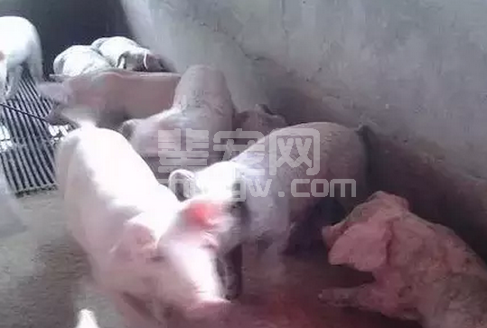 猪脂溢性皮炎发生机理（中西辩证，太经典）