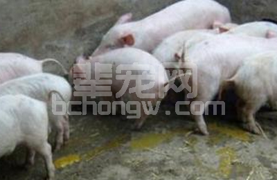 猪流行性腹泻病毒的防控要点