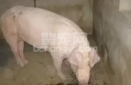 当你的猪呕吐了，你觉得是什么问题？