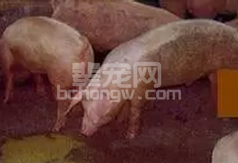 猪流行性腹泻的系统诊断方法与返饲病料制备效果评价！