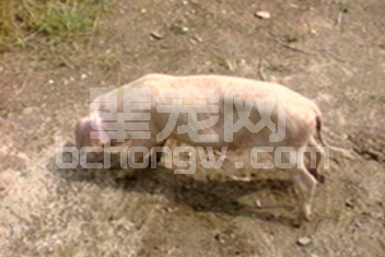 猪宝宝不增重了？可能是猪蛔虫在搞鬼