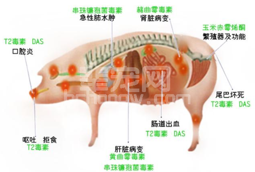 养殖户一定要消灭它，因为很多猪病都是源于它