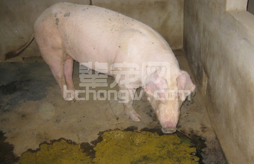 夏天猪是不是出现呕吐的现象很普遍，猪吐了如何处理？
