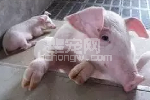 生猪猝死症及其发病原因分析