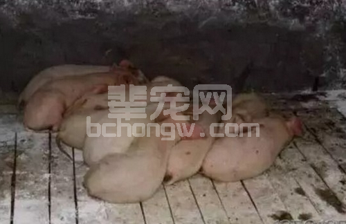 图解猪病：关于猪瘟的“猪病图谱”，值得收藏