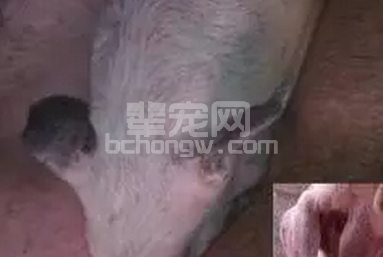 如何正确选择免疫猪蓝耳病？如果免疫蓝耳疫苗，最佳免疫方法是什么？