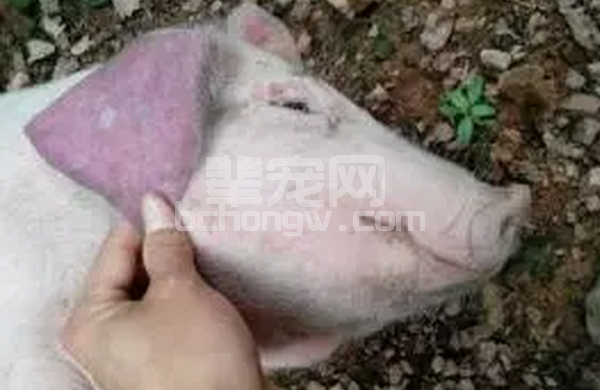 引起猪只皮肤发紫的八种疾病的诊断与治疗措施，养猪人必看！