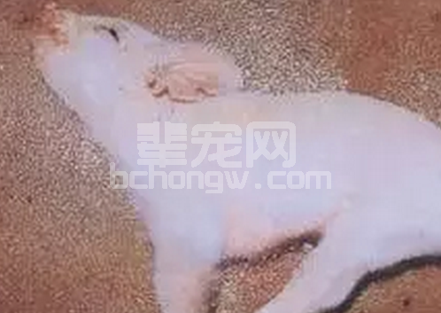 猪伪狂犬病病理过程：涵盖乙脑、圆环、寄生虫三大鉴别诊断及四大处置方案