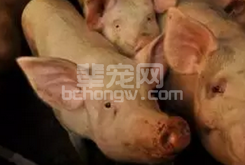 眼下猪流感重灾季 教你如何正确预防！