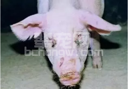 浅谈规模猪场中猪群眼睛有泪斑的现象，其常见原因概述...