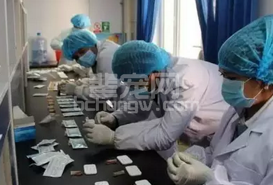 猪病做过化验吗？教你怎么采集、运送、保存病料（心肝脾肺肾）！