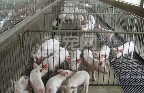 养猪户须了解的猪三大传染病的防治