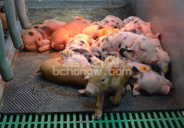 猪在不同饲养阶段的疫病汇总及防治