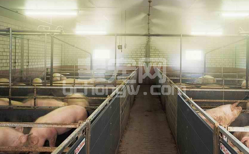 夏季应激造成猪喘气、食欲减退、免疫抑制……甚至死亡，怎么办?!