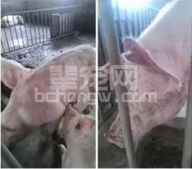 为什么你的母猪总会出现母猪繁殖障碍？