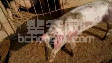 夏季常发疾病共同的病理变化竟然是它......