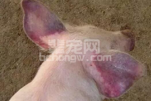“谈蓝色变”的今天，我们如何根据发病前兆来提前预防蓝耳病的发生？