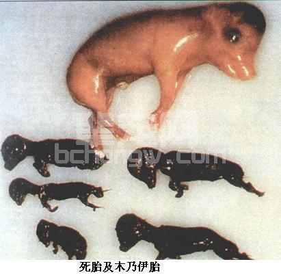 专家表示：猪细小病毒主要临床表现为这四类!
