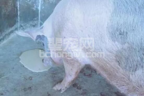 雨季谨防呕吐毒素 记得肉猪料脱霉
