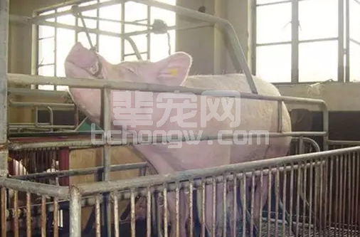 猪前腔静脉采血技术，告诉你什么才叫专业！