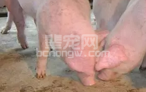 猪病很多临床症状都极为相似，需细心观察，几类典型猪病快速诊断方法！