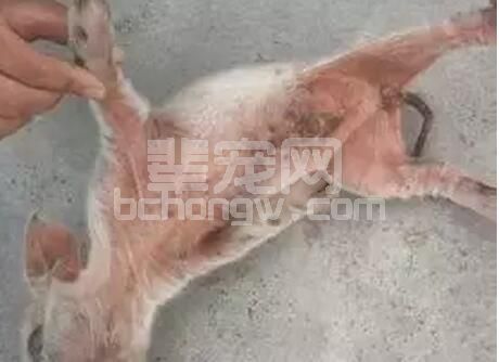 猪缺锌性皮炎常与坏死性皮炎混淆 可以这样诊治……