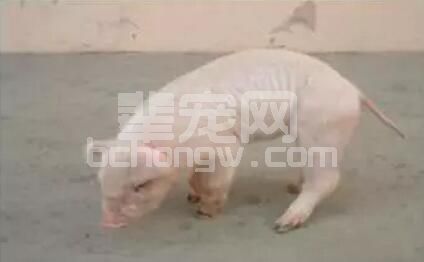 猪关节炎的成因和治疗方法有哪些呢？
