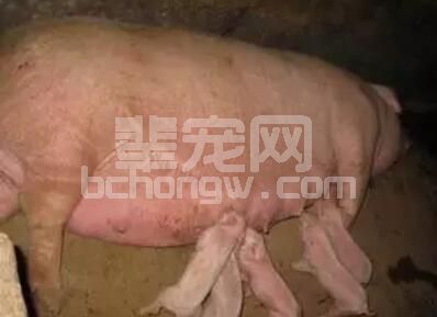 母猪产后体质衰弱，产仔后四肢不能站立发生产后瘫痪，如何治疗？