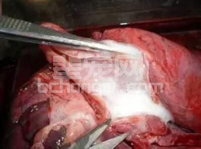从猪场疫病流行病学角度探讨猪传染性胸膜肺炎的鉴别